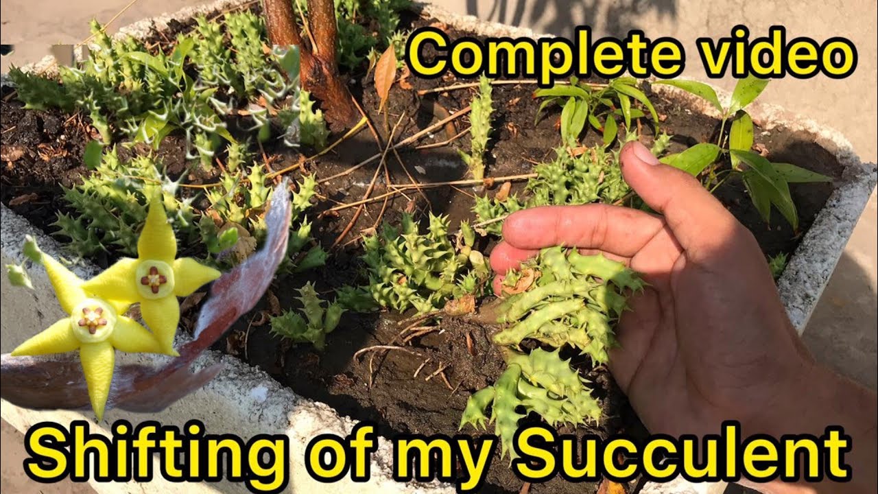 Huernia Macrocarpa Succulent Shifting | How to grow it | What is succulent care