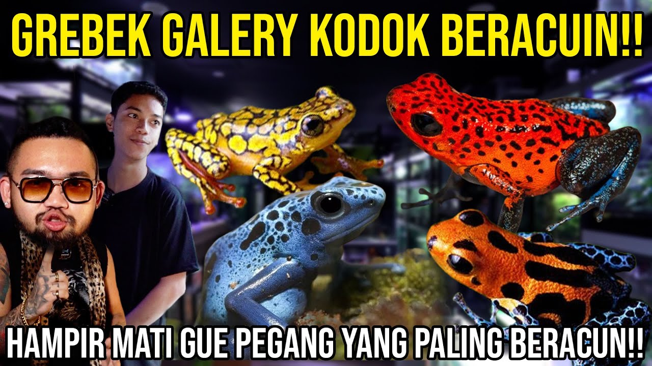 GREBEK GALERY KODOK BERACUN!! HAMPIR MATI GUE PEGANG YANG PALING BERACUN!! DUNIA ANURA #AudreyA