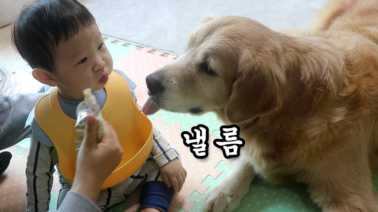 서로의 음식을 탐내는 리트리버와 아기