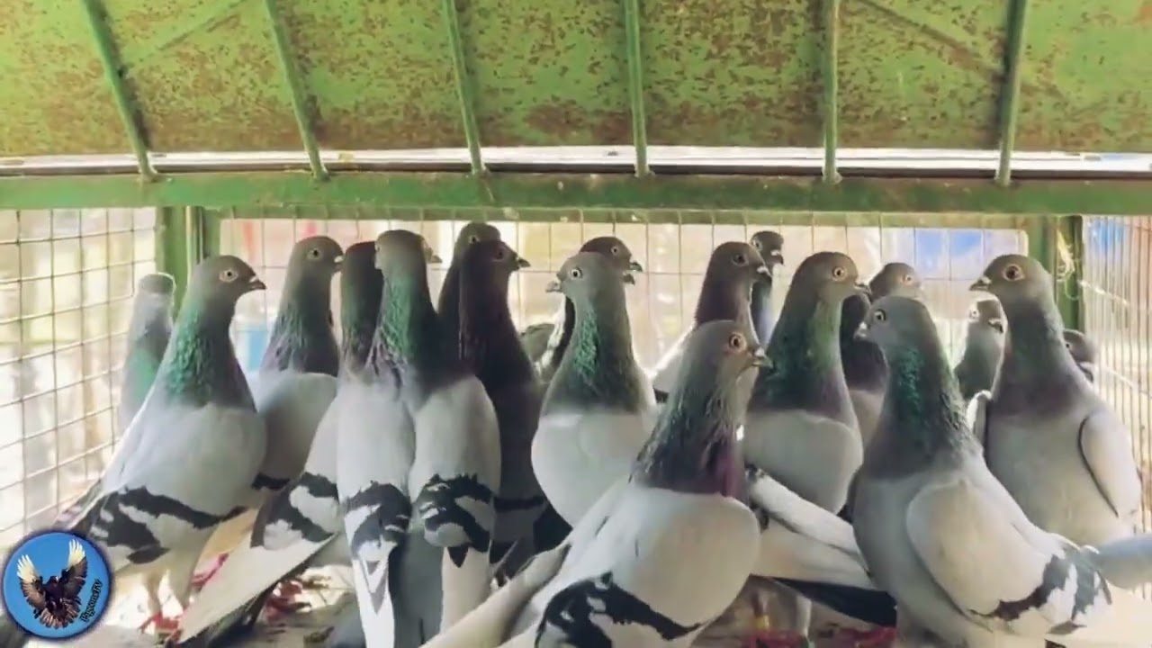 Költöznének Budapesti magasröptű kék csaposok!