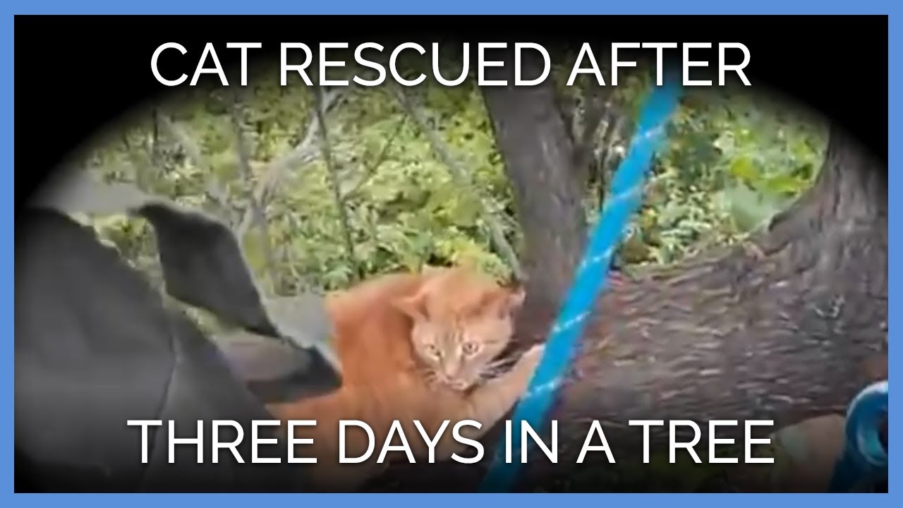 Cat Stuck in Tree for Three Days&mdash;See the GoPro Rescue Video