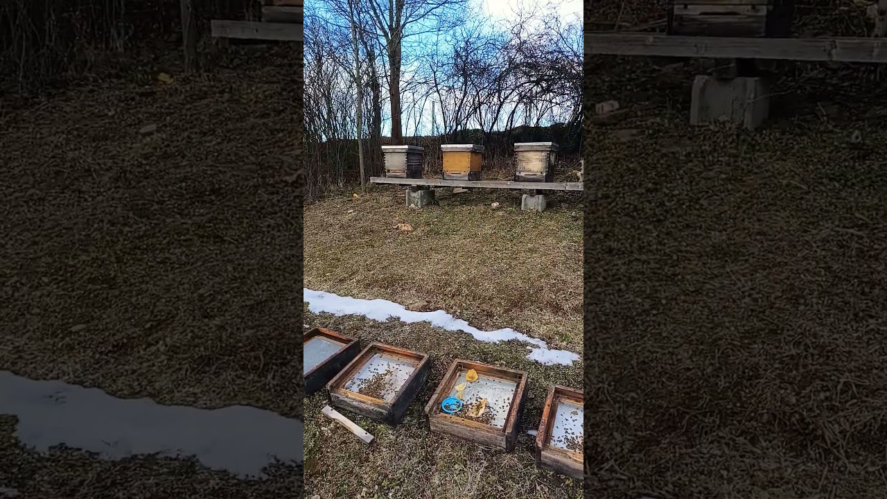 Pierwsze prace pasieczne. Dezynfekcja dennic :)