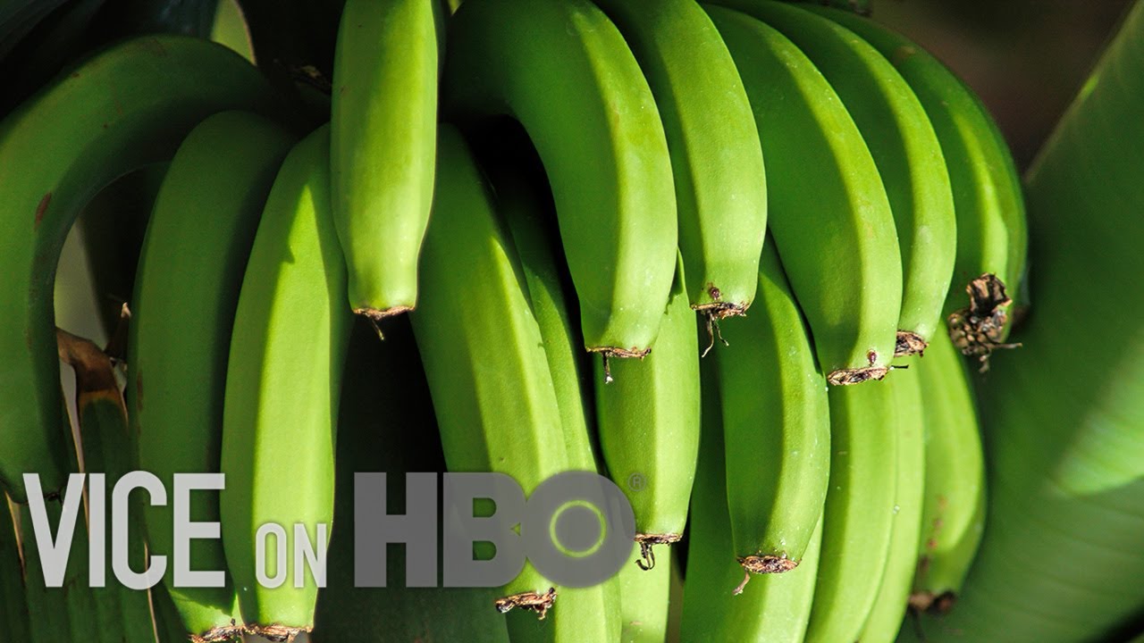 Bananas As We Know Them Are Doomed
