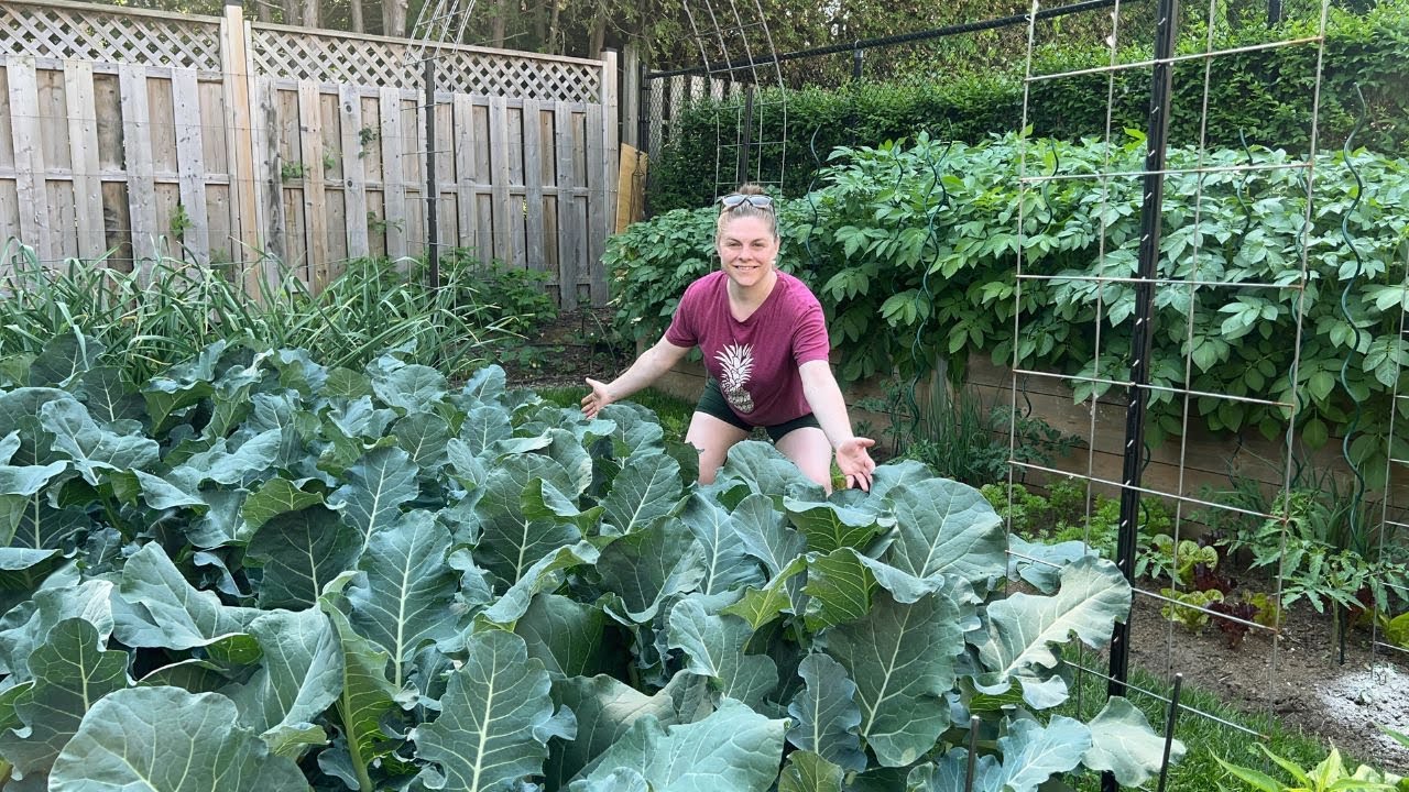 Backyard Vegetable Garden Tour: Growing 650 Pounds of Food in Ontario (Zone 6)