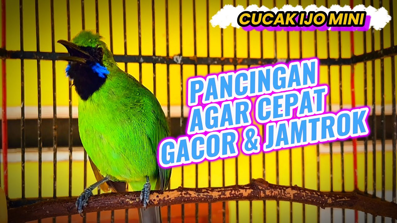 Cucak Ijo Mini - Pancingan Agar Cepat Gacor Dan Jamtrok Bongkar Isian Mewah