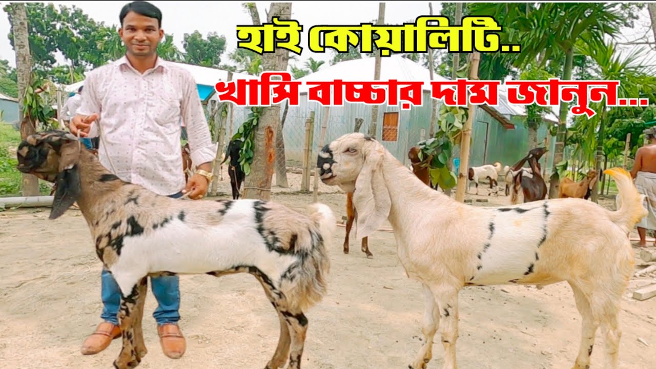 হাই কোয়ালিটি অরিজিনাল তোতাপুরি হরিয়ানা বিটল শিরহী খাসি বাচ্চা ছাগলের দর-দাম জানুন | #goat