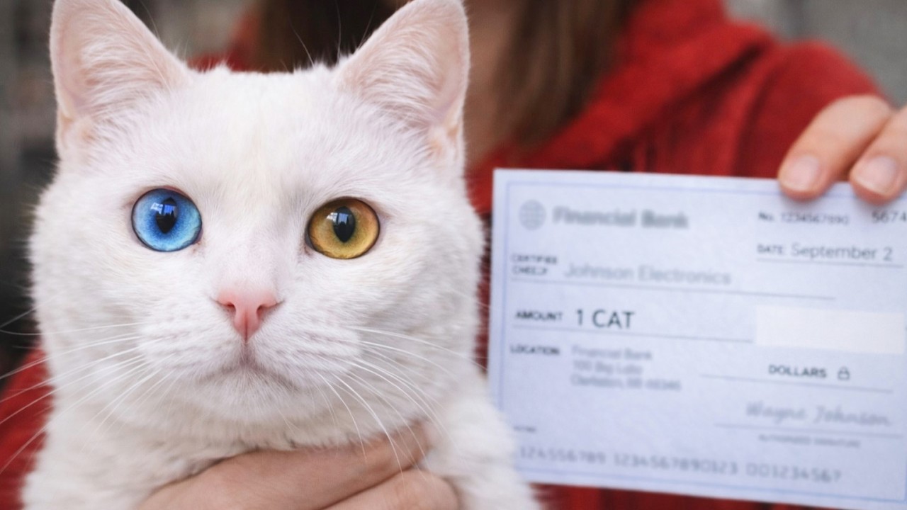She Accepted a Strange Cat as Payment — No One Expected What Happened Next