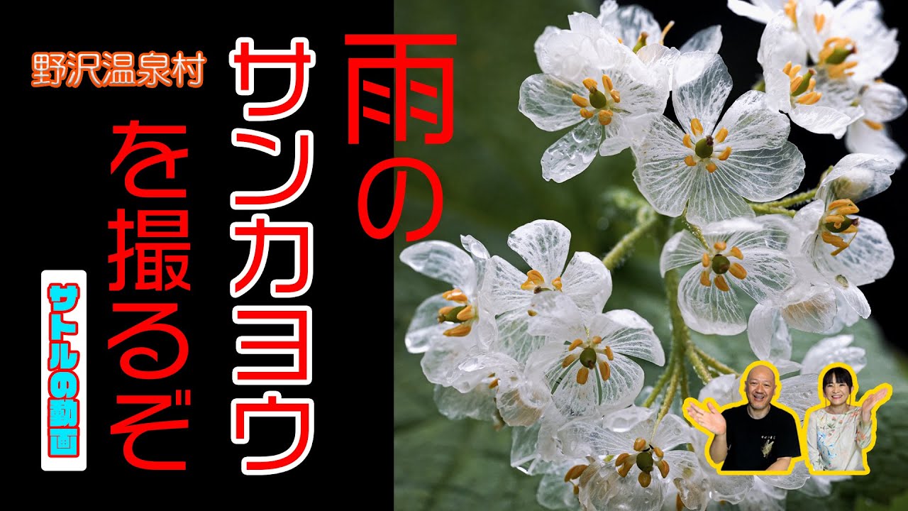 野沢温泉村　雨のサンカヨウを撮影するぞ！