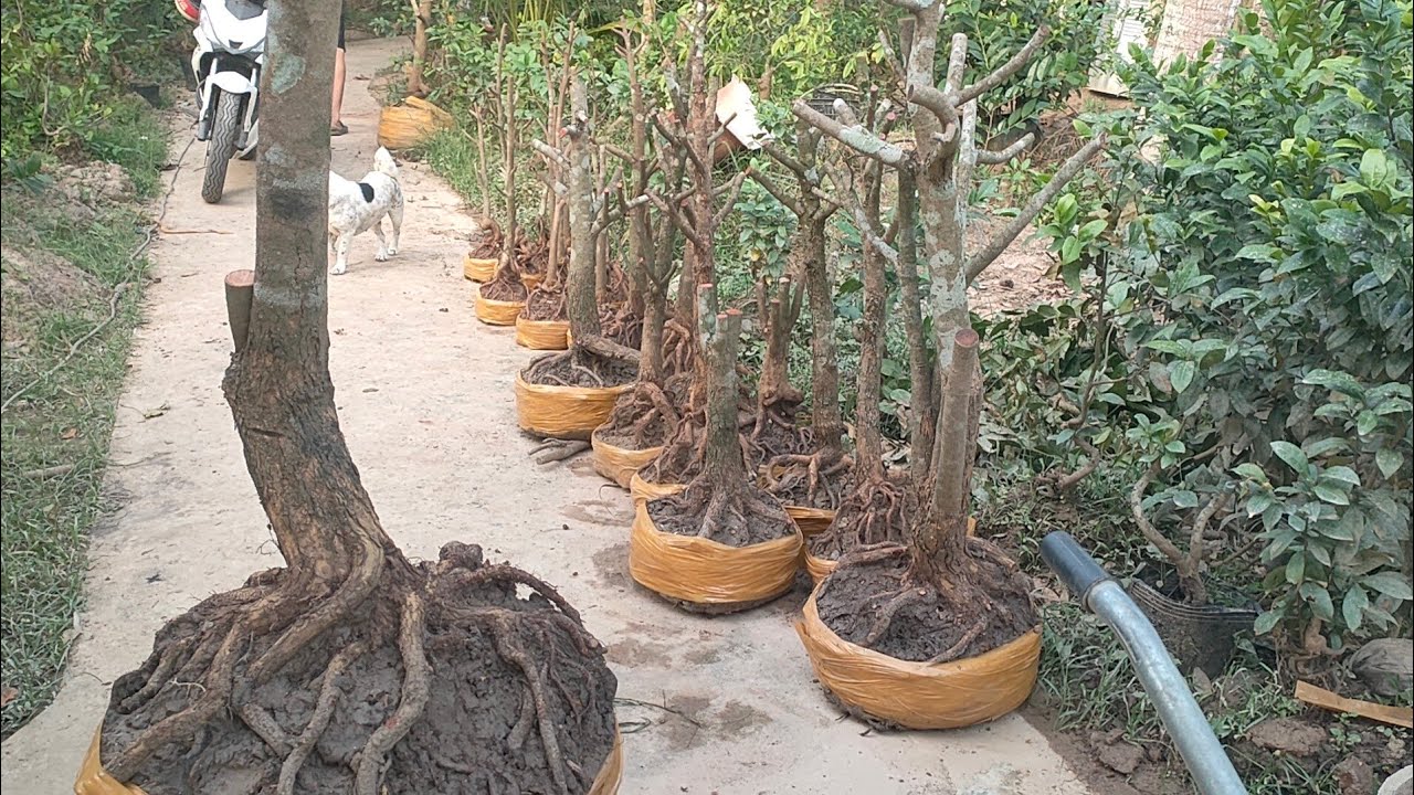 Phôi mai tứ quý ngày 4/3 liên hệ zalo 0974112414 đt 0336425620 lợi