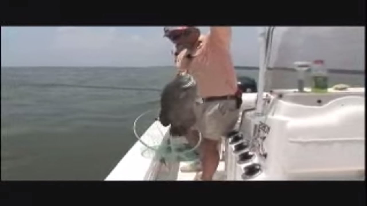 Tripletail off of Jekyll Island Georgia.  One of the most difficult species.