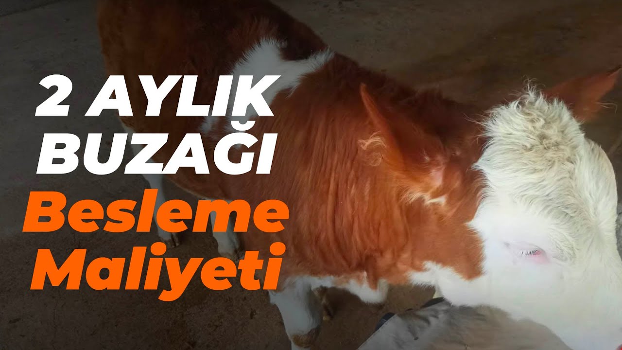 2 Aylık Orijinal Simental Buzağı'mızın Besleme Maliyeti - Can Meşe