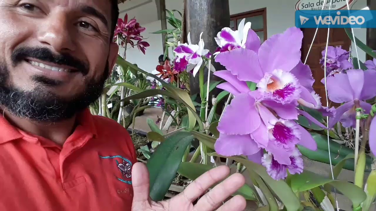 XIII Mostra da Cattleya velutina em Santa Maria do Jetibá ES