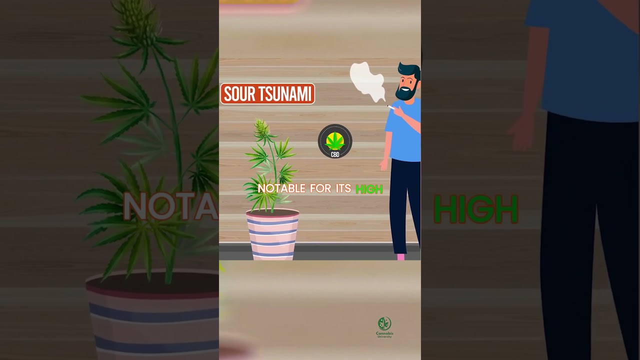 Discover the Uplifting Sour Tsunami: A Wave of Calmness for Social Anxiety