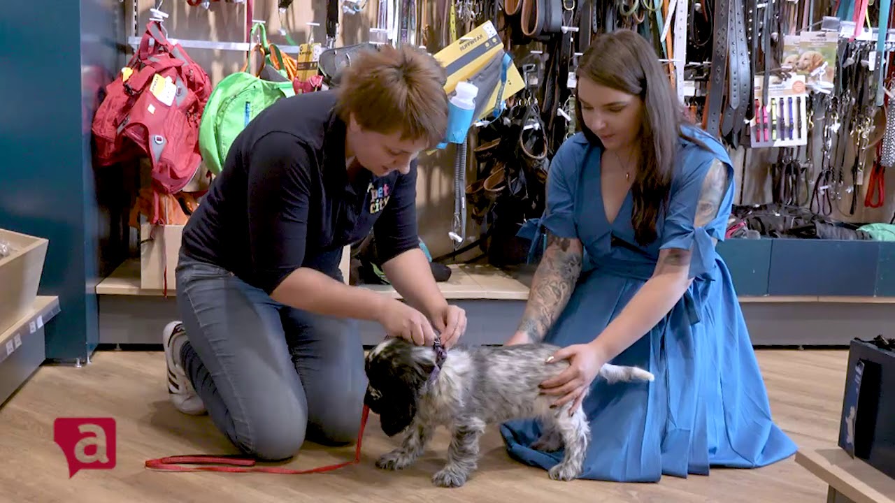 Kad ģimenē ienāk kucēns