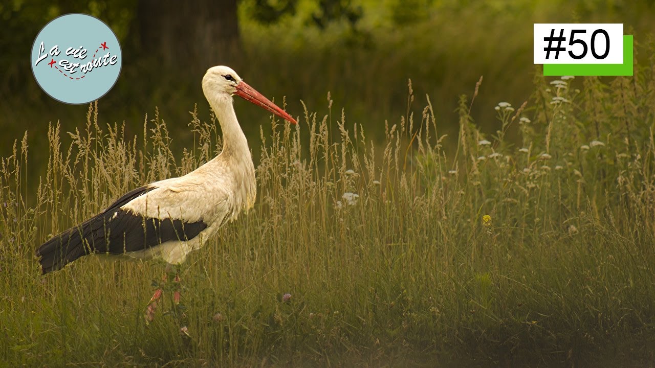 LA CIGOGNE BLANCHE ! La vie est route #50