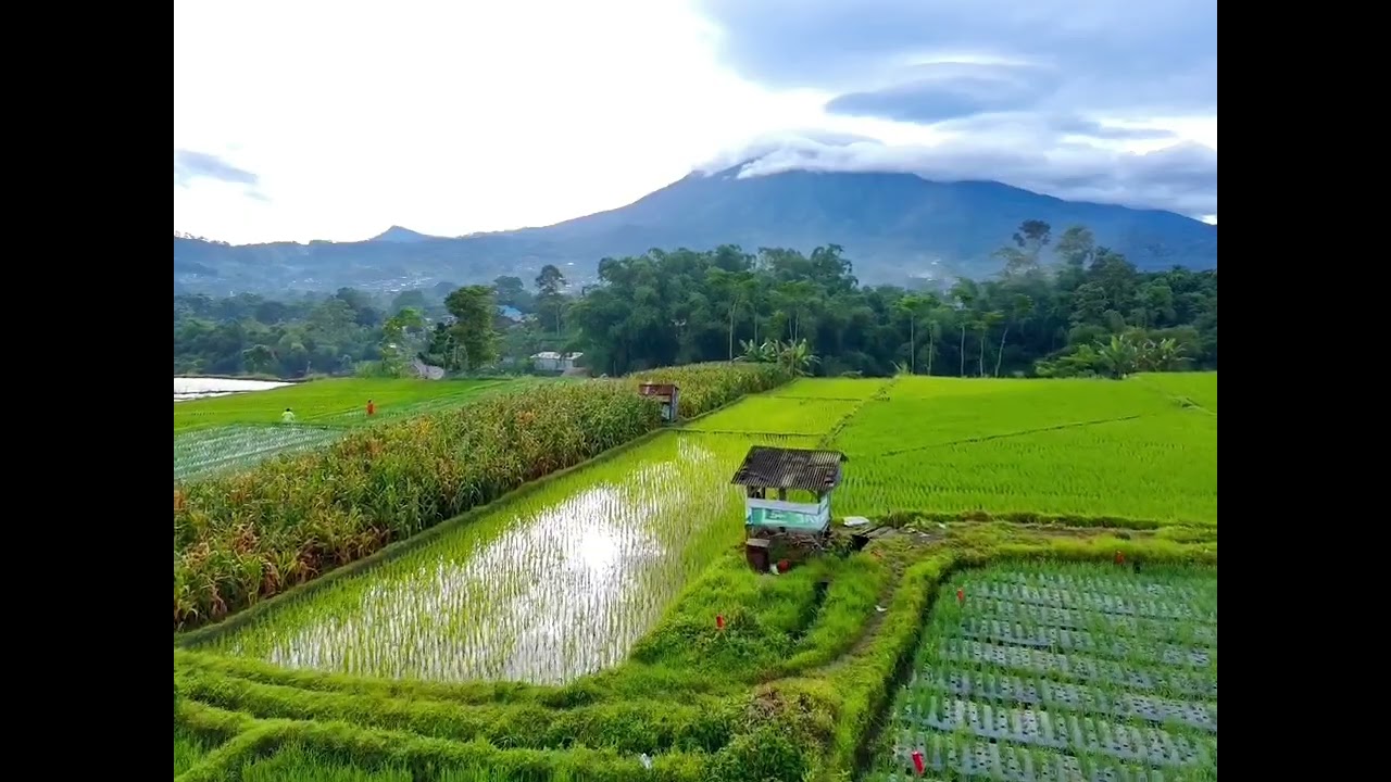View Gunung Kawi dari sawah Banu