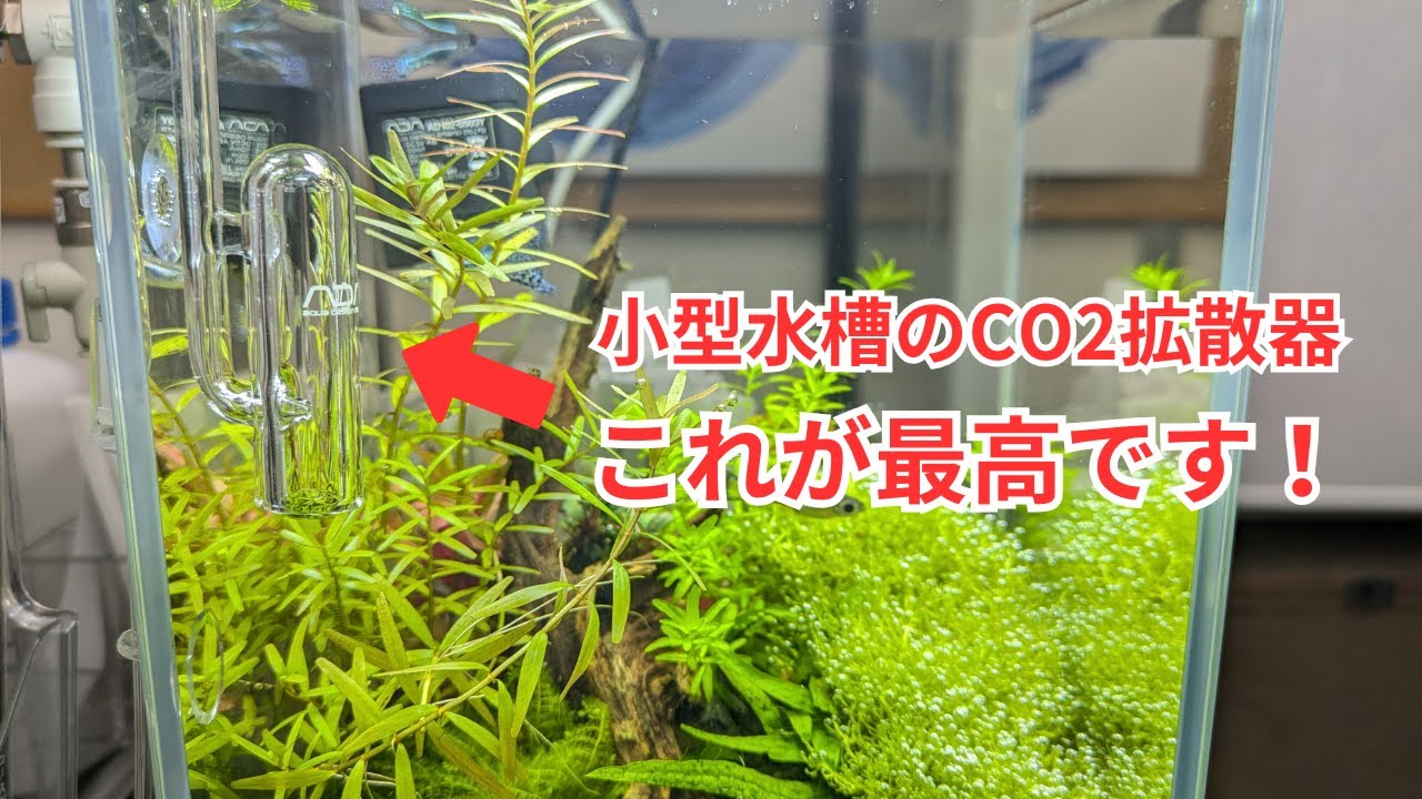 【ADAの傑作】リシアにばっちり気泡が付くCO2拡散器「ベルグラス・ミニ」をレビュー！