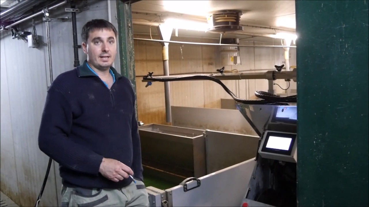 Elevage : le robot laveur de porcherie