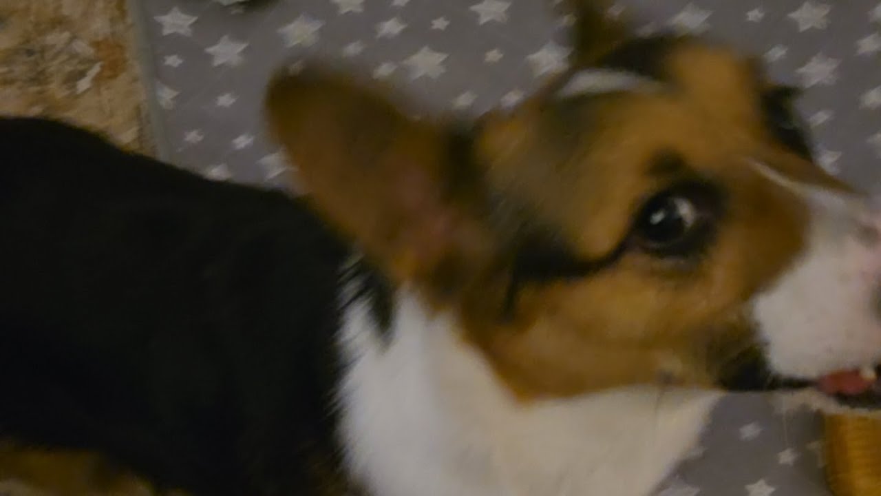 corgi puppy evening play time Nori edition