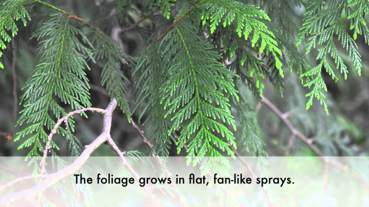 How to Identify the Western Red Cedar