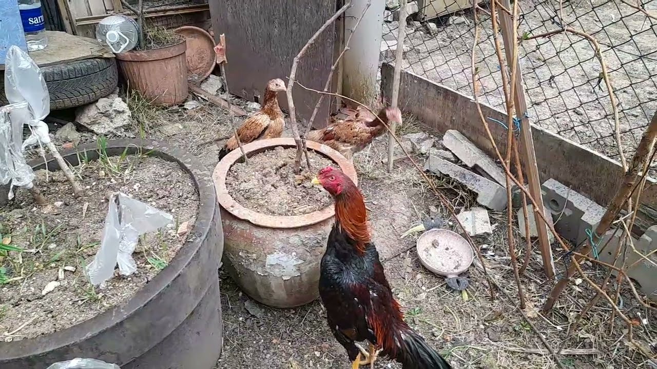 pitonun oğlu tutmaya başladı #hinthorozu #rooster #dakan #xoroz  550