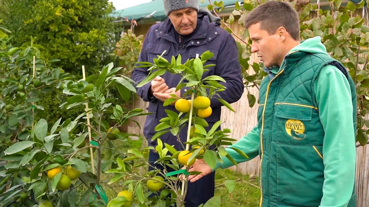 Citrusi - Matične biljke u rodu, prihrana, proizvodnja sadnica - MAVM Rasadnik - Fruit world
