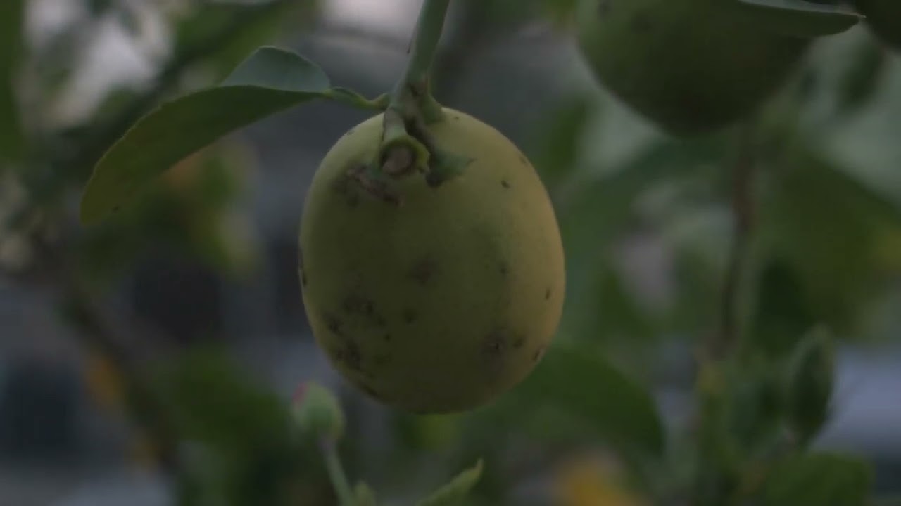 Nikon D3400 Camera Video Samples
