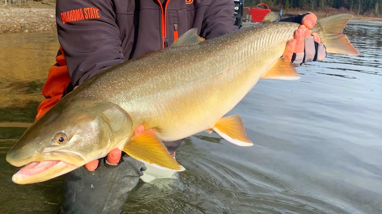 Fly Fishing for Monster Bull Trout with Jeff @ Home Waters