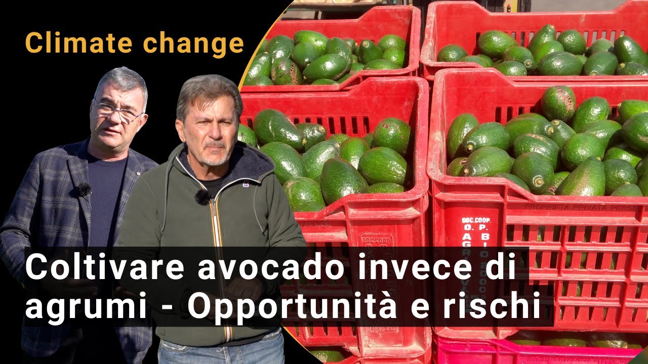 Cambiamenti climatici: coltivare avocado invece di agrumi in Sicilia? - Opportunità e rischi