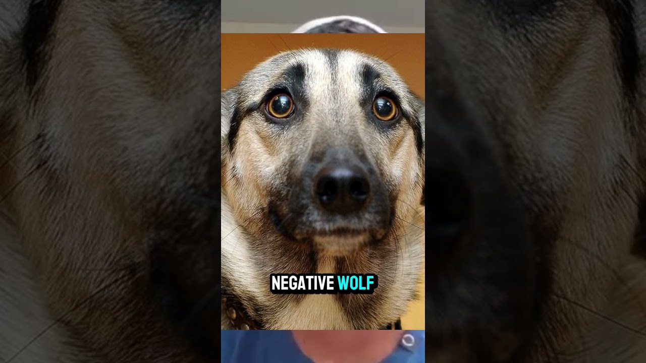 Confident Wolf- David Franco, MLB Mental Skills Coach #baseball #remotecoach #mentality #mlb
