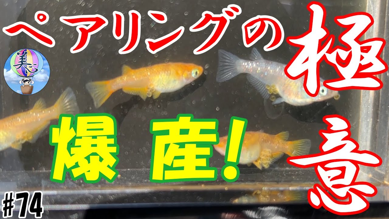 ペアリングの極意！爆産！！【選び方とペアリング方法を詳しく解説】＃７４ ～美心めだか～