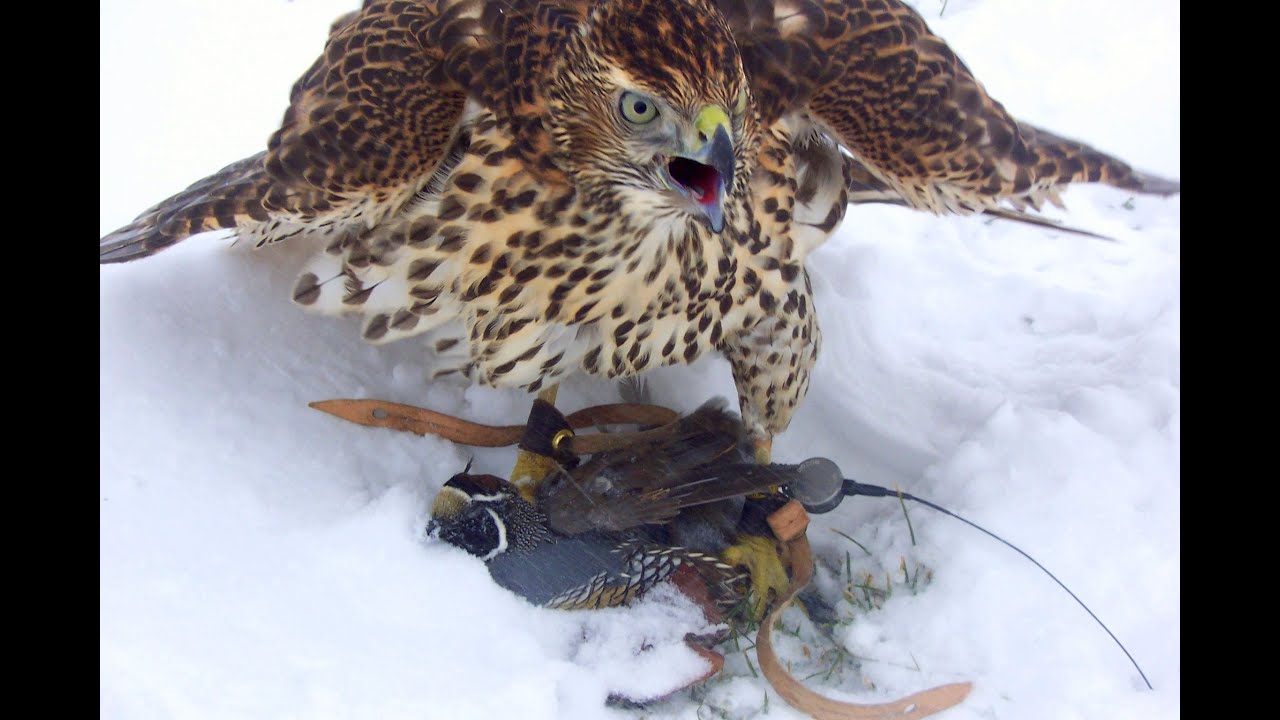 Falconry: How to stop or prevent screaming and vocalizing