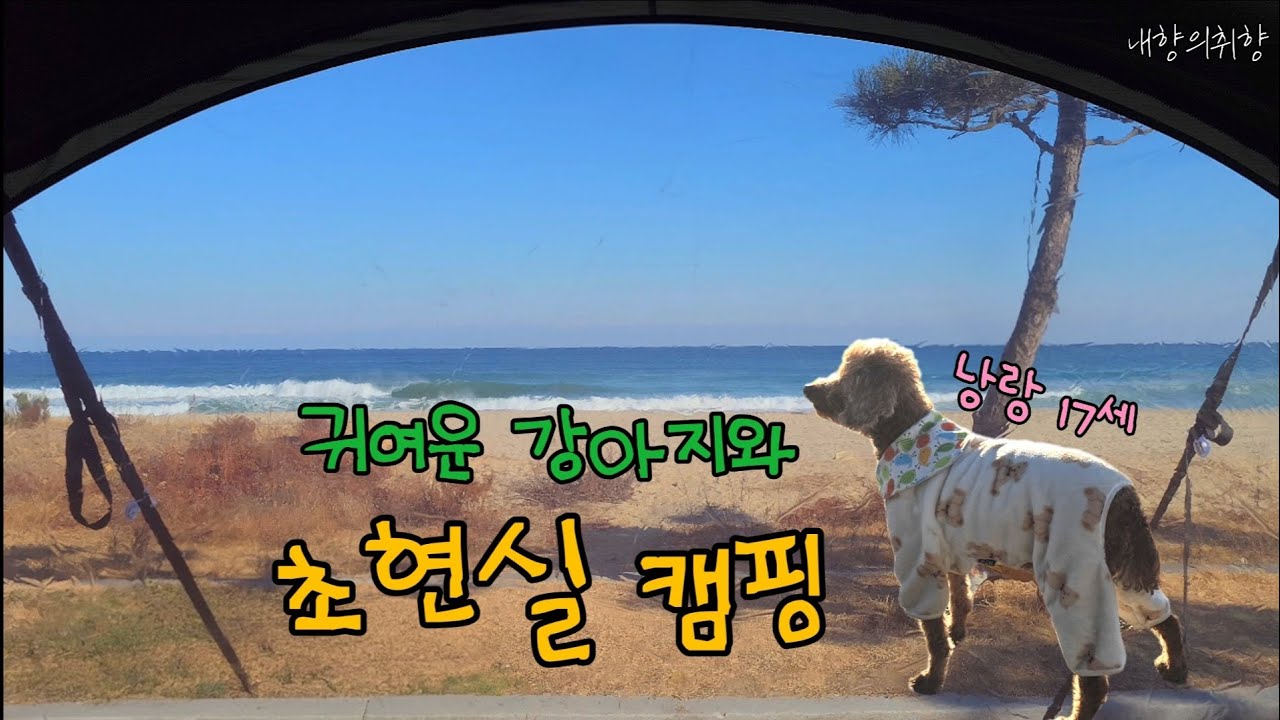 감성없는 현실 리얼 캠핑🐕|염전해변캠핑장,강아지동반캠핑,모델D,위켄트립