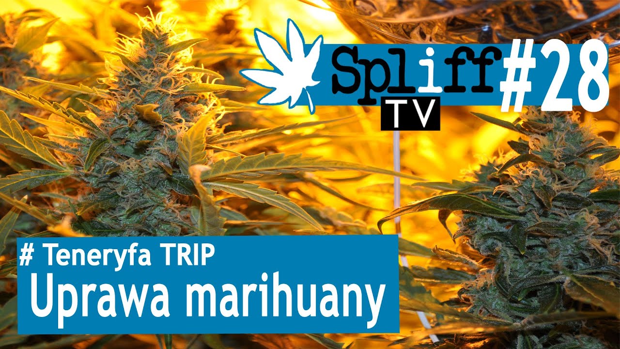 Uprawa marihuany [Teneryfa TRIP] - Spliff TV (28)