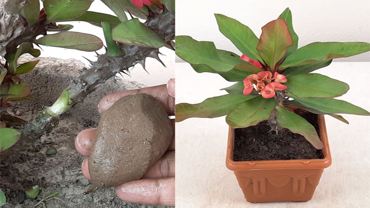 How to Grafting Crown of Thorns Plant / Euphorbia Milii Plant