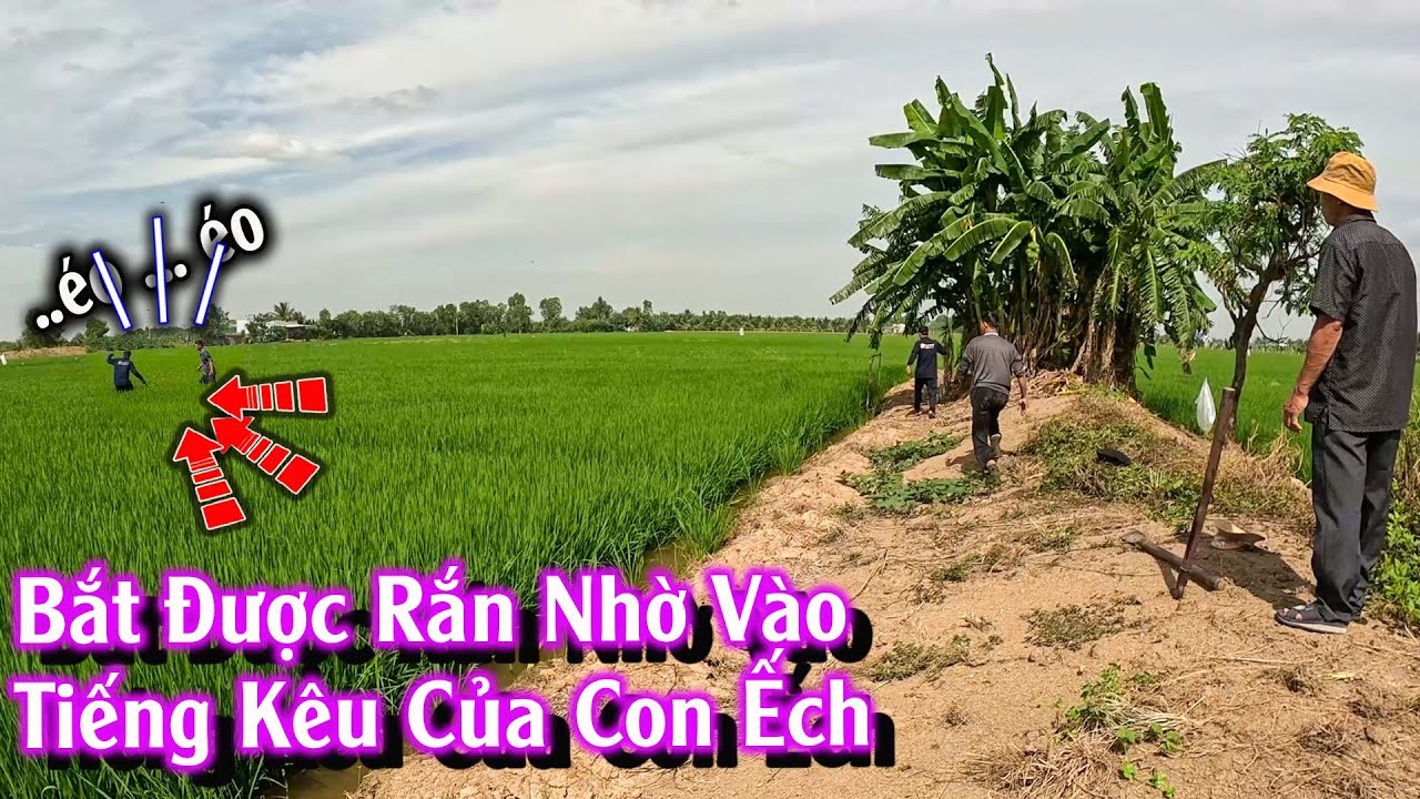 Mối liên hệ đáng kinh ngạc giữa âm thanh của tiếng ẾCh và RẮN | TGSB #1043