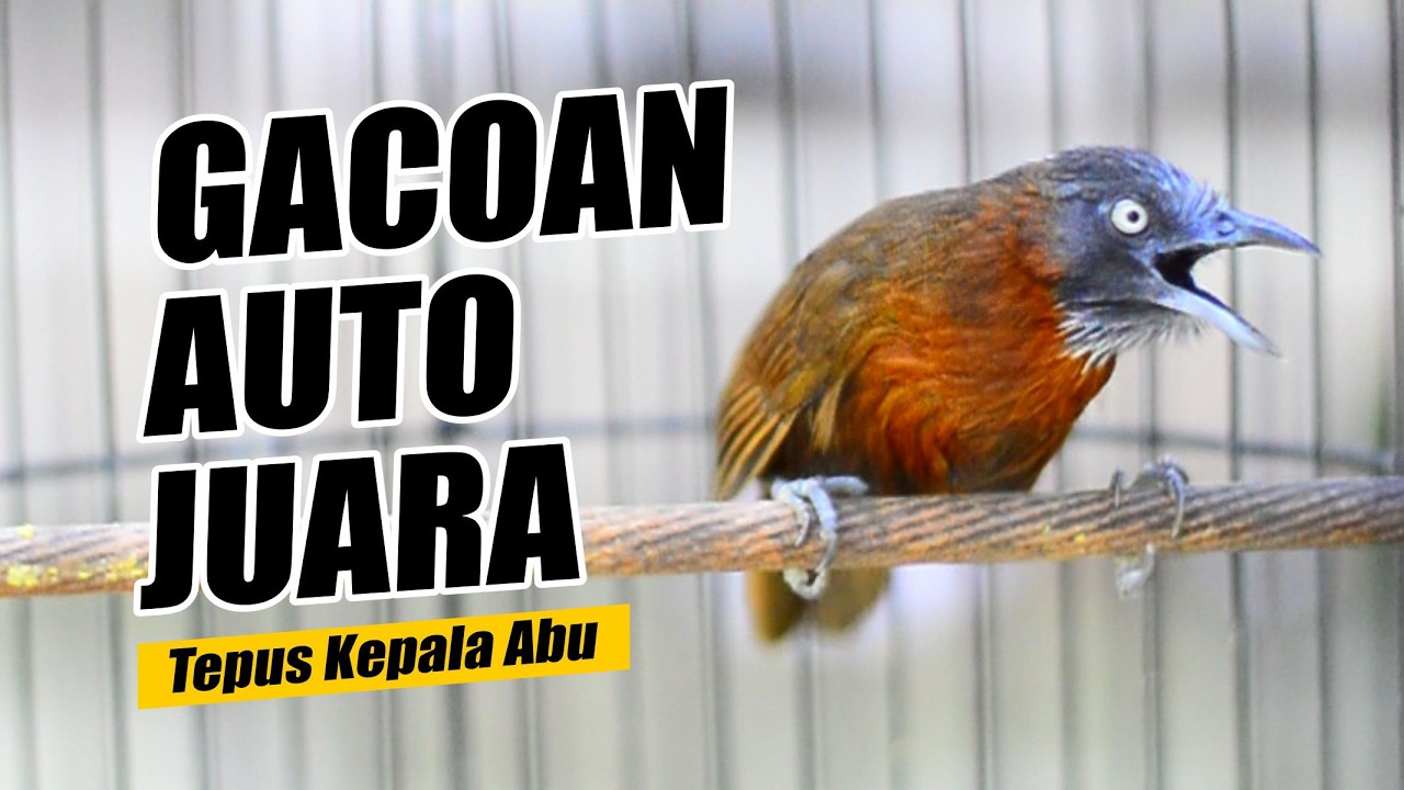 MASTERAN TEPUS KEPALA ABU GACOR