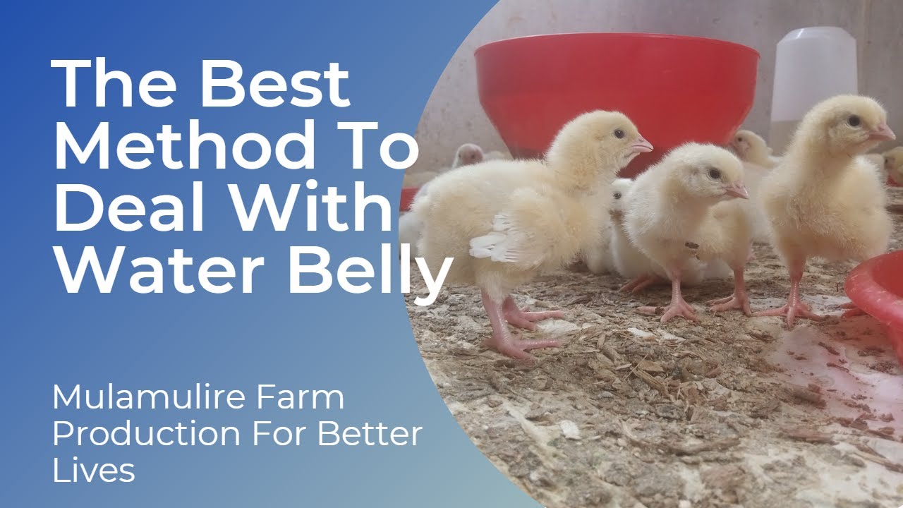 How to prevent Water Belly (Ascites) in Broilers