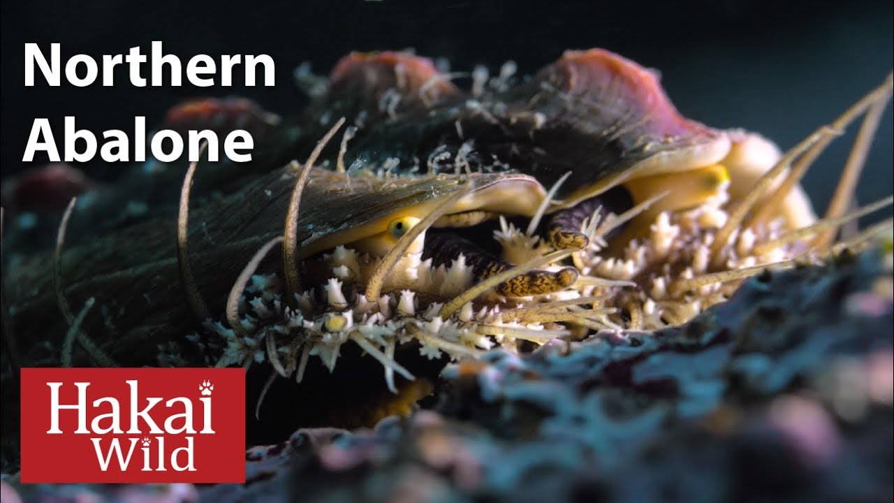 Under the Dock: Northern Abalone | Hakai Wild