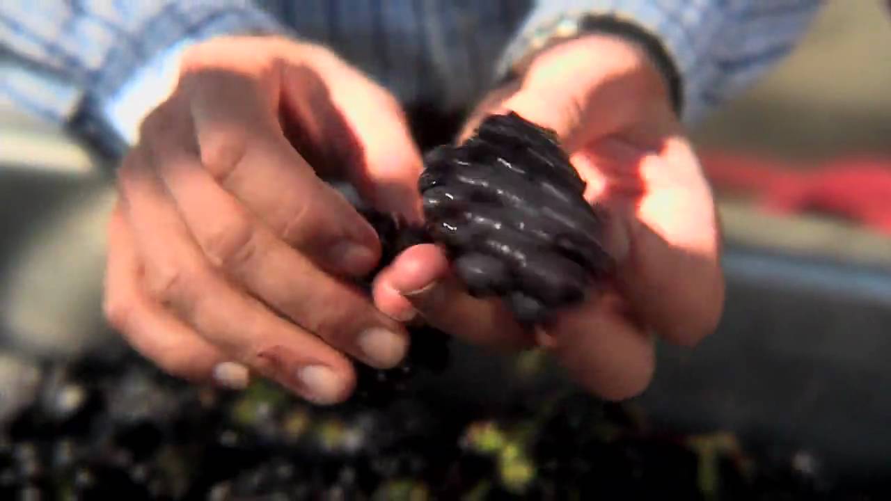 Hand Sorting and Destemming Pinot Noir at Talley Vineyards