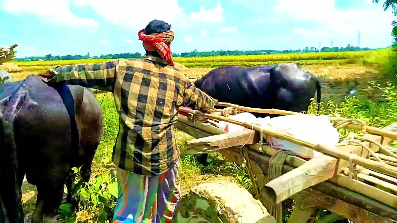 ওকি গাড়িয়াল ভাই 