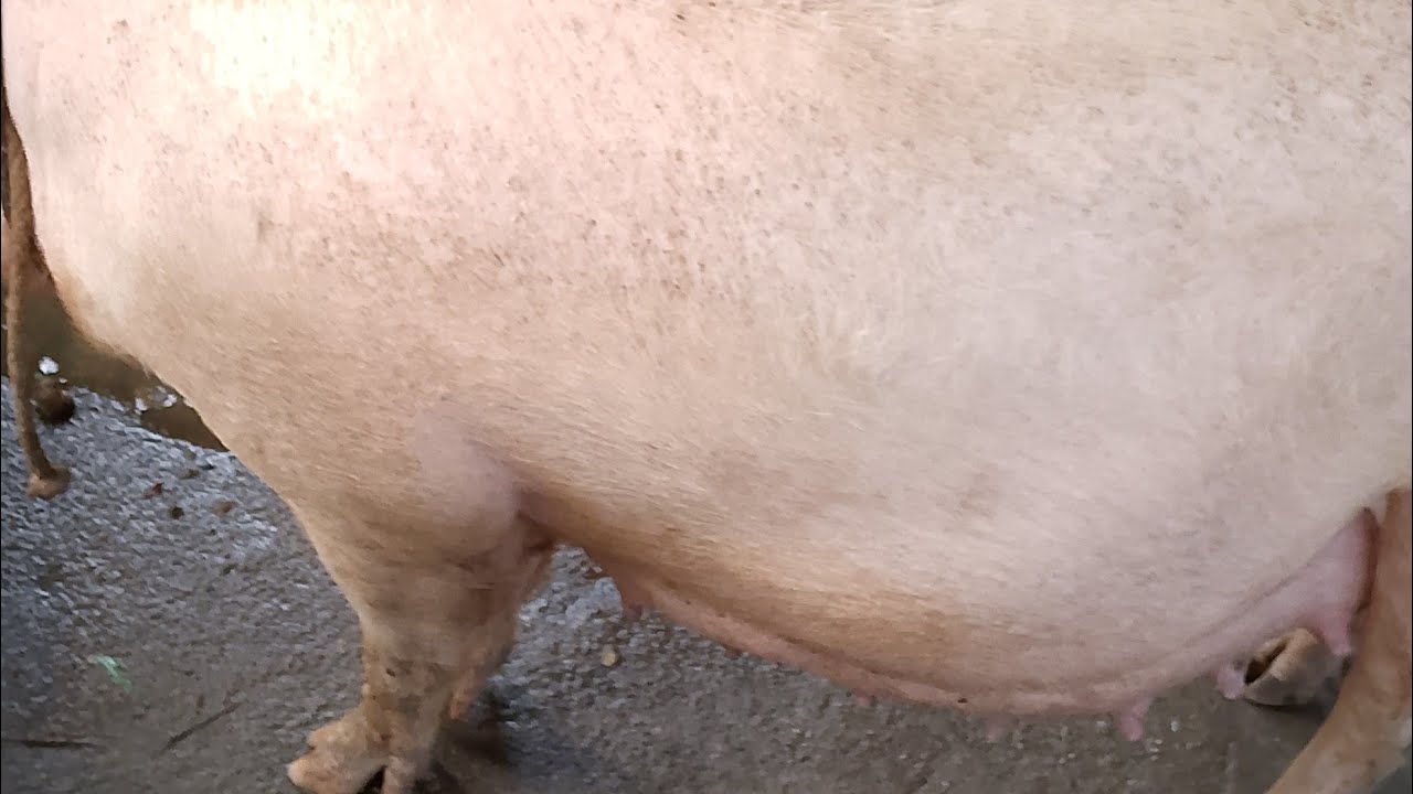 3s MARIAS FARM  MALAPIT NG MGANAK SI CHON-CHON