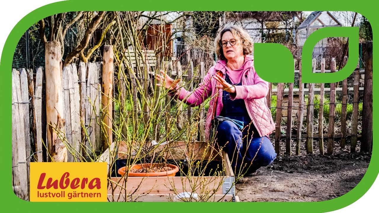 Heidelbeeren im Hochbeet: Heidelbeerbeet anlegen mit Bau- und Pflanzanleitung
