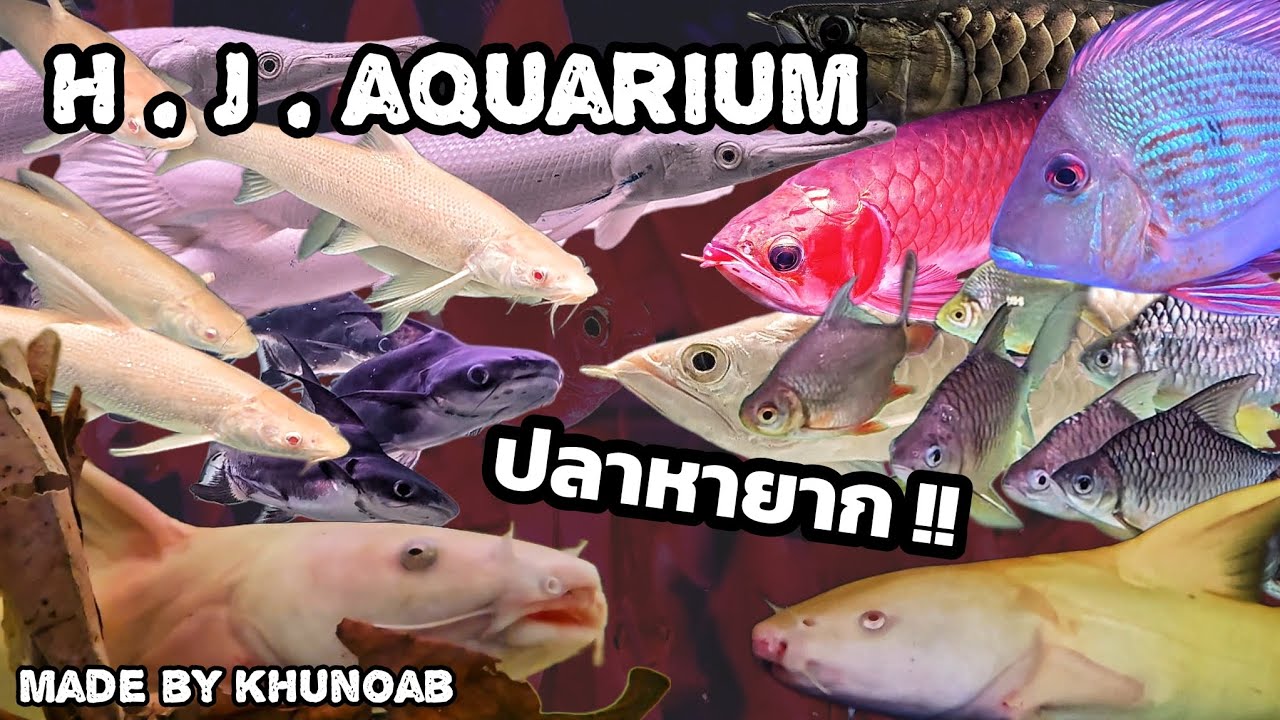 H.J.Aquarium ( ร้านเจ๊จือ ) ❤️ | มีปลาดี ๆ ซ่อนอยู่ไม่พอ ยังมีปลาโคตรแรร์อีก !!!