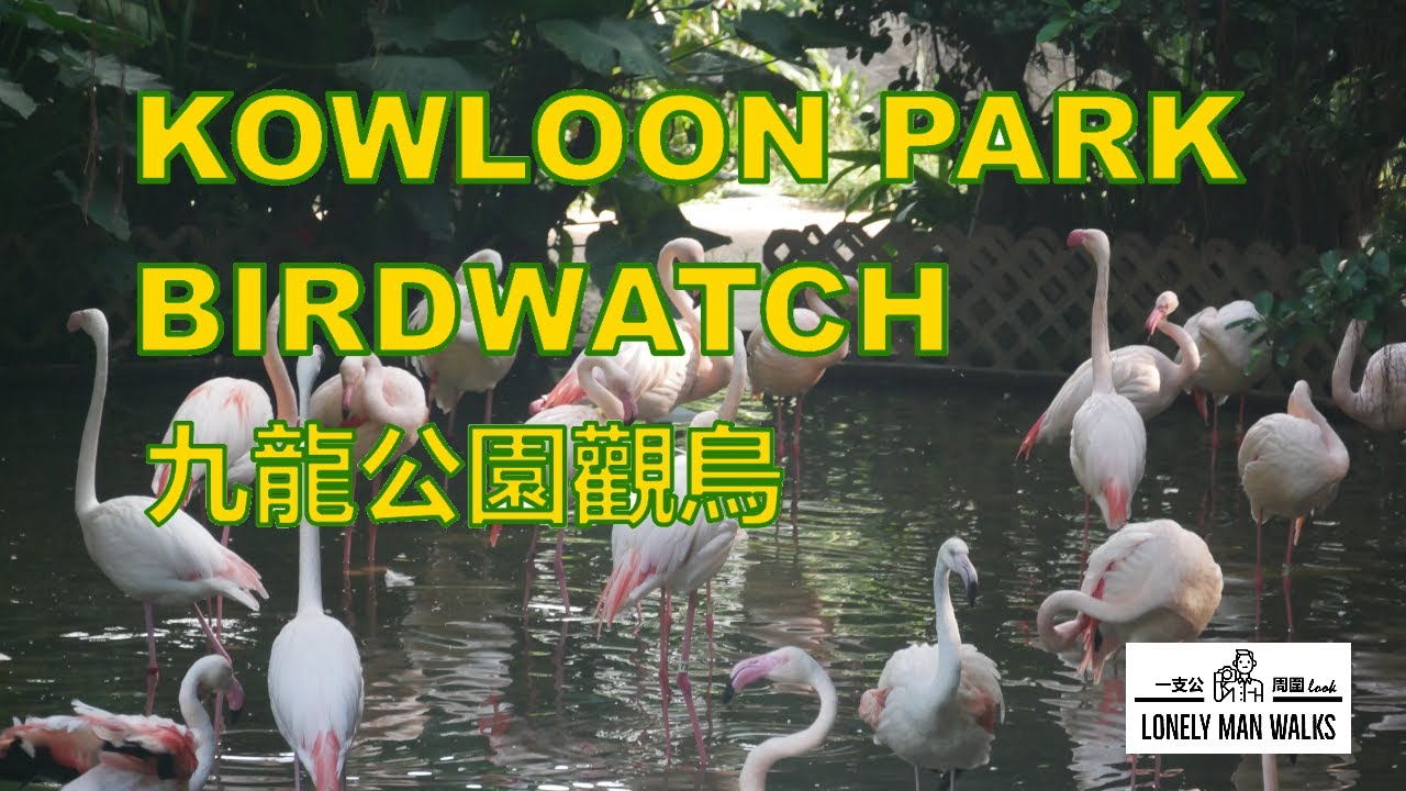 KOWLOON PARK BIRDWATCH EXOTIC BIRDS