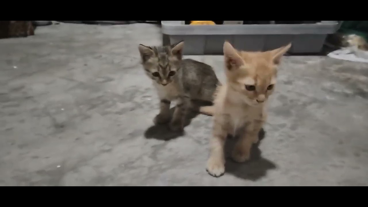 Nice little cat playing together 