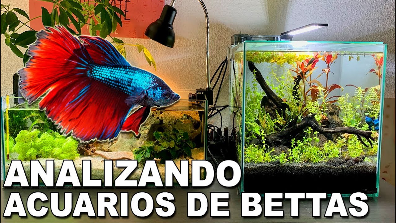 🕵️ Acuarios de Suscriptores Nº33: Acuarios de Bettas 🐠🌿