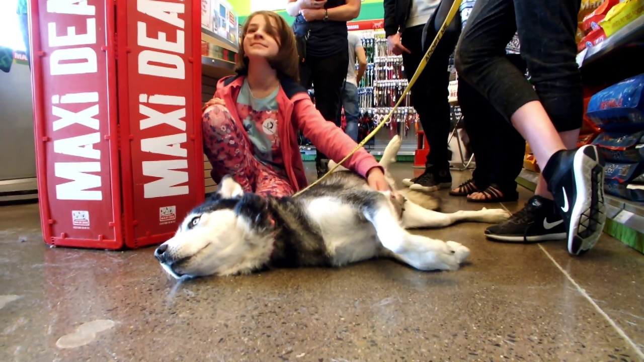 Dublin Husky Rescue Adoption Day
