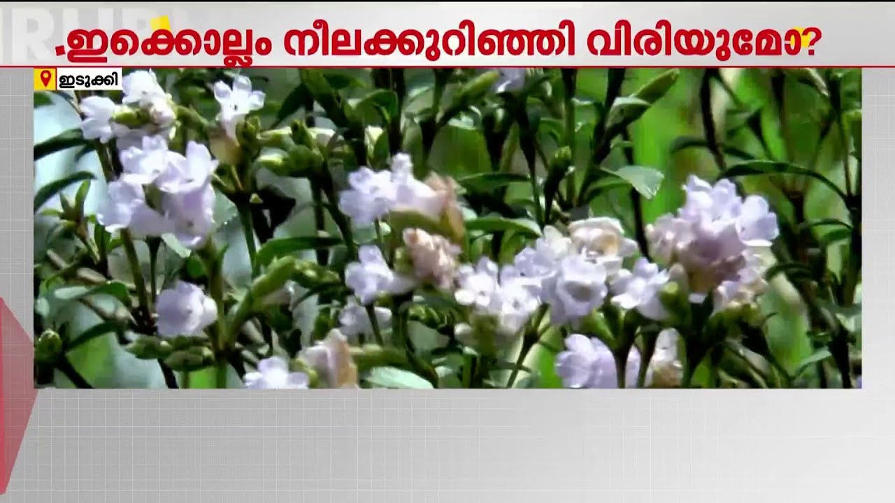 മൂന്നാറില്‍ ഇതാ നീലക്കുറിഞ്ഞി; ഈ വര്‍ഷം എത്തുമോ നീലക്കുറിഞ്ഞി വസന്തം | Neelakurinji | Munnar