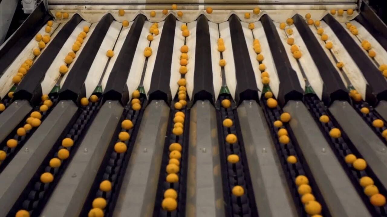 Category Video - Citrus Line